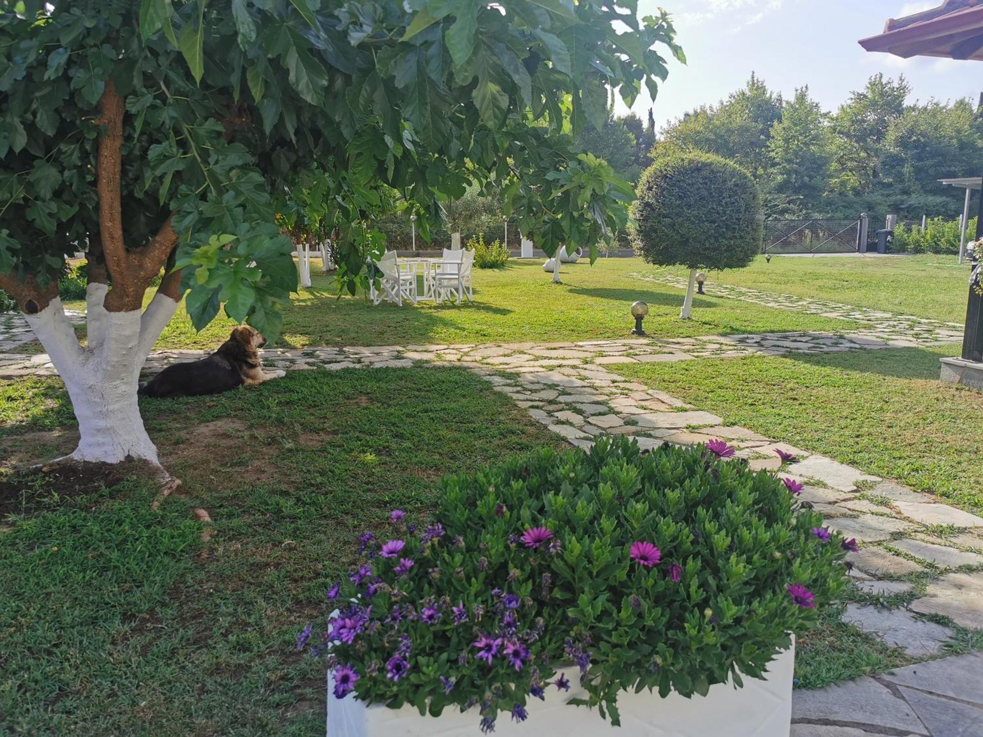 Adamidis